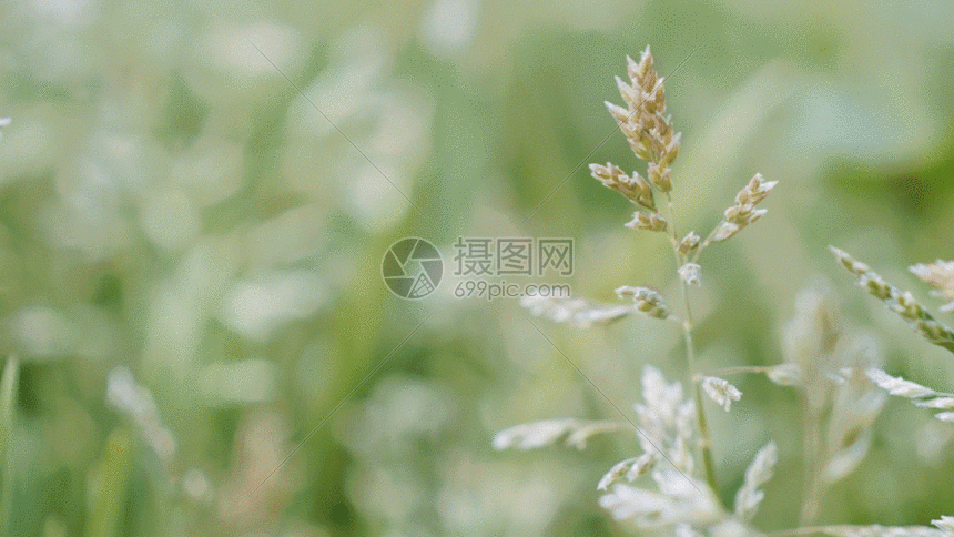 一组植物的特写唯美合集gif