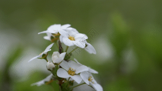 白色小花GIF图片