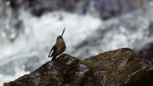 溪流旁边石头上的沙蜂鸟GIF图片