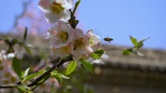 美丽景色蜜蜂采蜜GIF高清图片