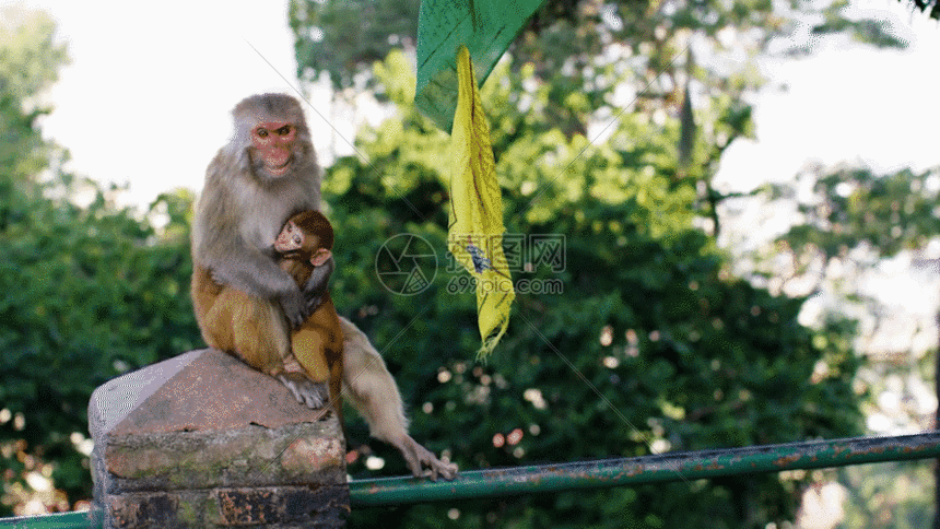 顽皮的峨眉山小猴子gif