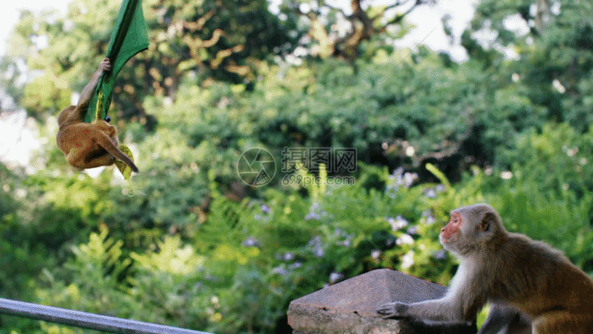 猴子玩耍 gif