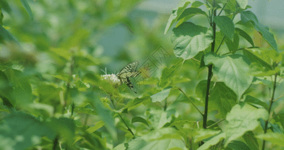 大自然蝴蝶花朵高速摄影GIF高清图片