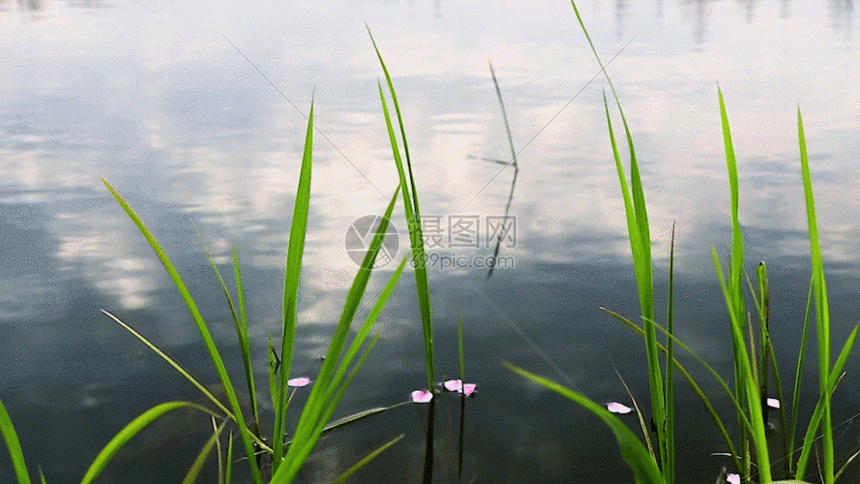 傍晚水中花实拍gif