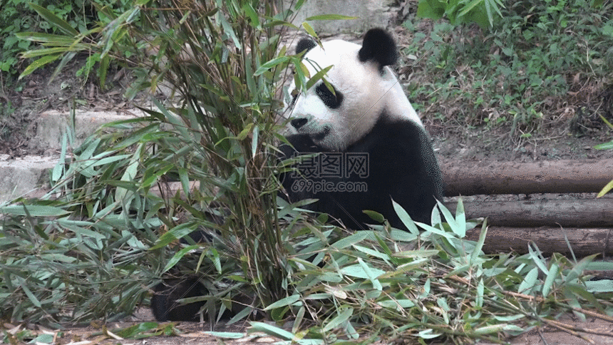 成都大熊猫拍摄gif动图图片-正版gif素材401142666-摄