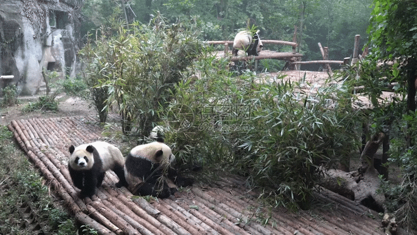成都基地大熊猫gif动图图片-正版gif素材401142671-摄