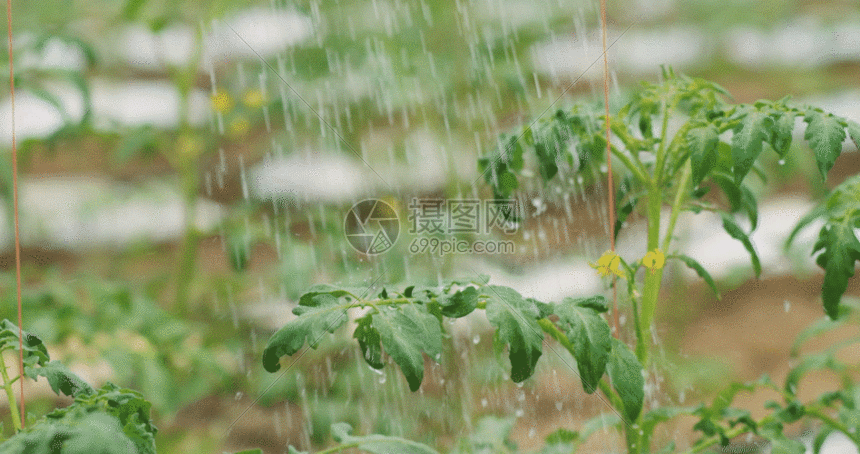 浇灌蔬菜gif动图图片-正版gif素材401142674-摄图网