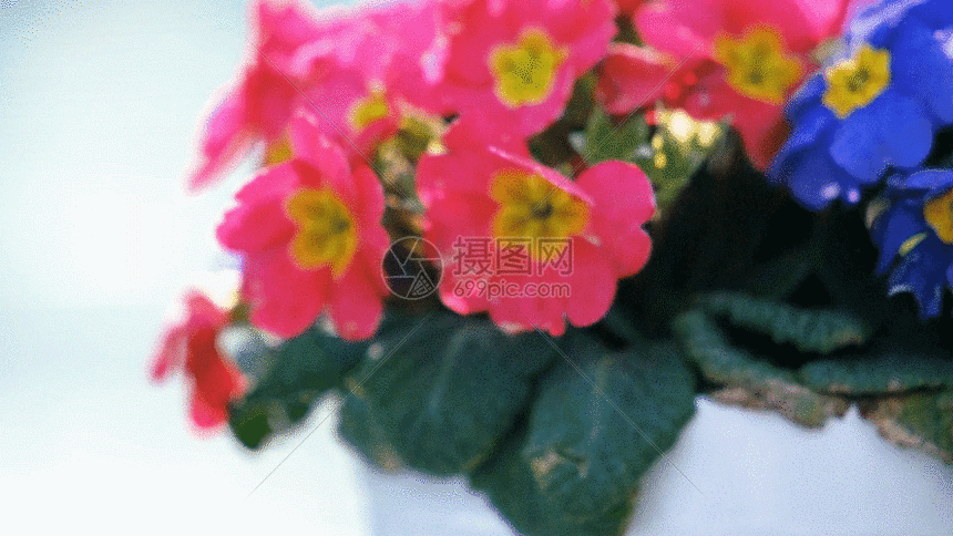 gif动图 实景动图  花盆里的花gif.gif
