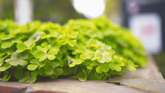 花坛里的三叶草GIF图片