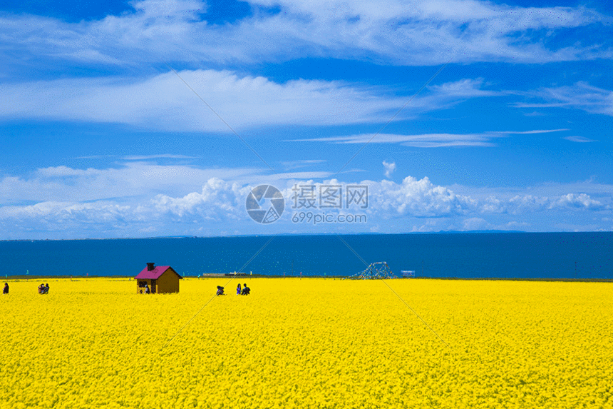 青海湖油菜花gif动图