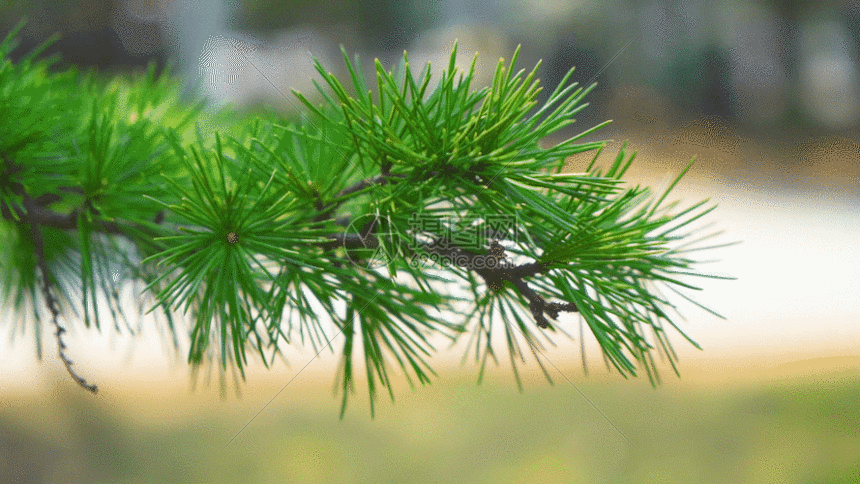松树枝gif动图图片-正版gif素材401144036-摄图网