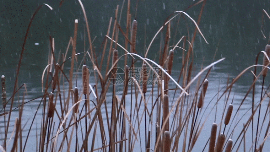 实拍冬天芦苇从下雨GIF图片