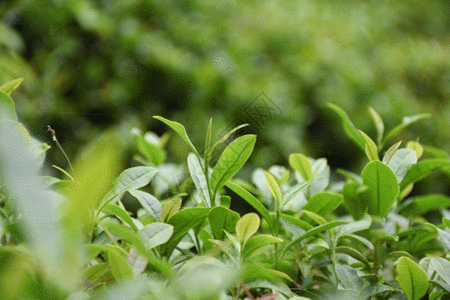 云雾远山茶园里正在生长的茶芽gif动图高清图片