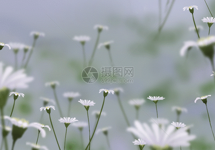 立夏雏菊盛开 gif夏天花草