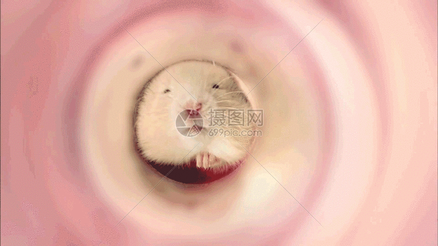 仓鼠吃货gif动图图片-正版gif素材401145851-摄图网