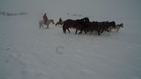 内蒙古乌兰布统坝上草原冬季跑马航拍视频GIF图片