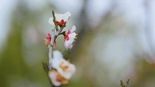 白梅花实拍视频素材GIF高清图片