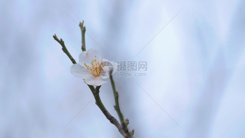 白梅花视频gif动图图片-正版gif素材401147541-摄图网