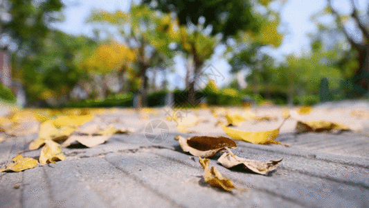 无人秋天公园地上的落叶GIF高清图片