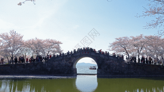 无锡鼋头渚长春桥樱花GIF图片