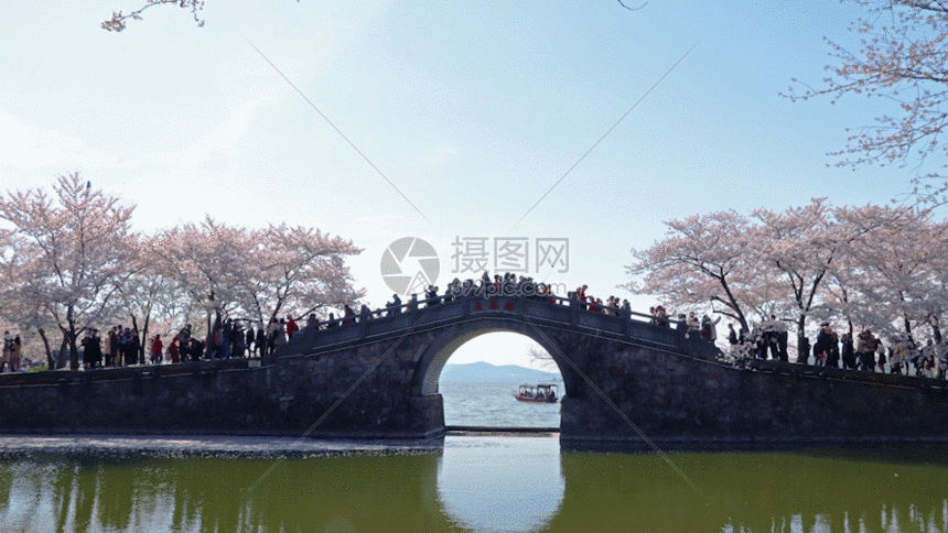 无锡鼋头渚长春桥樱花gif动图图片-正版gif素材401147580-摄图网