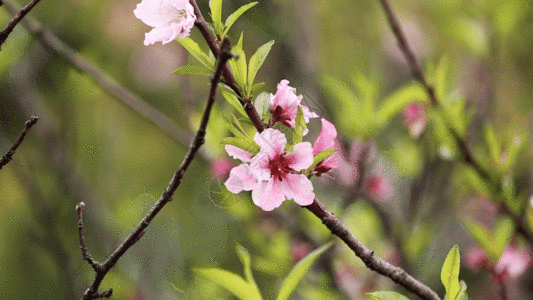 树枝特写一朵桃花GIF高清图片