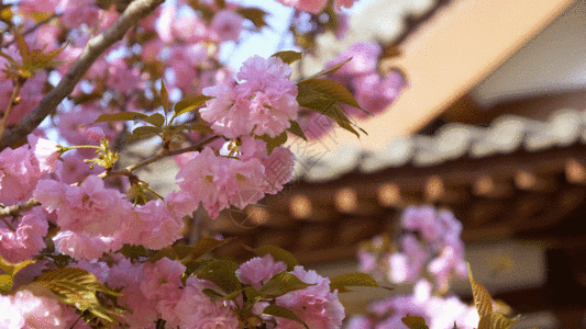 粉色唯美花朵春天樱花GIF高清图片