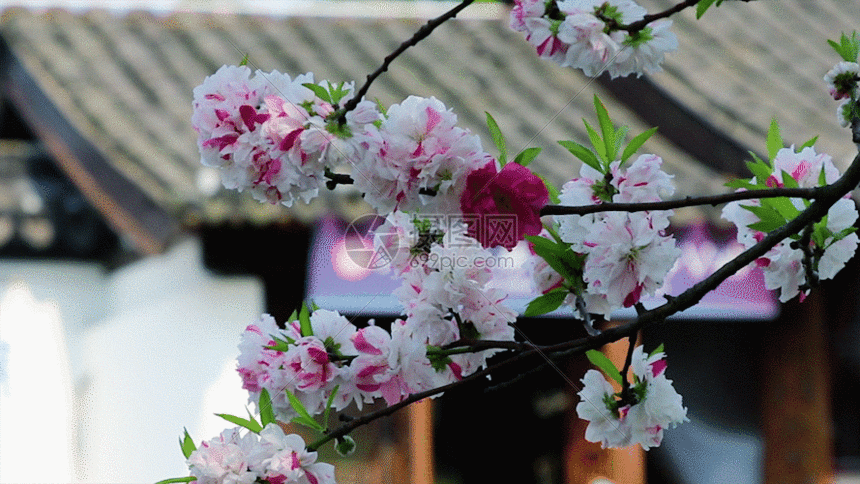 双色樱花GIF图片