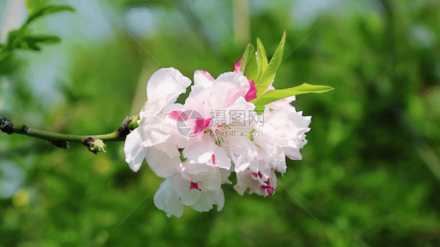 白桃花gif动图图片-正版gif素材401148411-摄图网