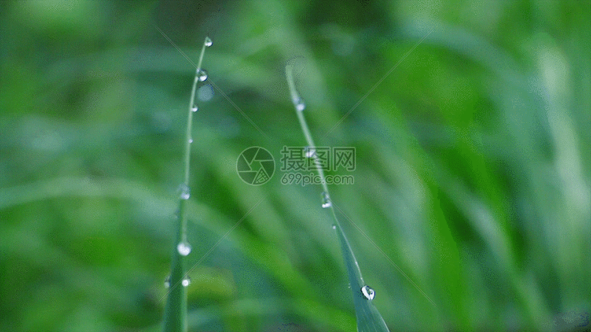 青草与露水GIF图片