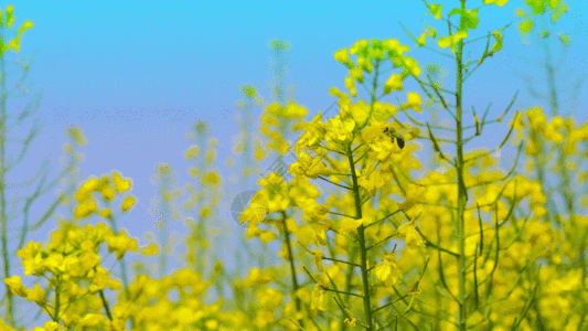 蜜梨黄色油菜花 GIF高清图片