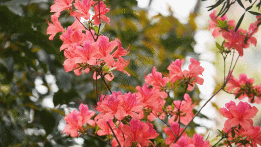 春天杜鹃花蜜蜂采蜜实拍素材GIF图片