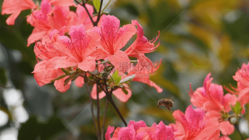 红杜鹃 gif动图图片-正版gif素材401148474-摄图网