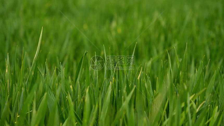 麦田gif动图图片-正版gif素材401148533-摄图网