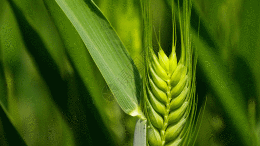 耕种麦穗GIF高清图片