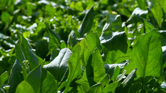 耕种菠菜 GIF高清图片