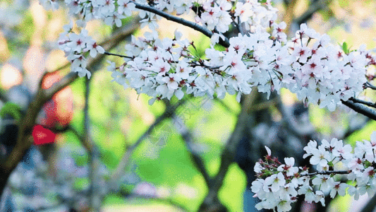欣赏樱花的游客GIF图片