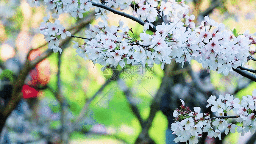 欣赏樱花的游客gif动图图片-正版gif素材401148634-摄