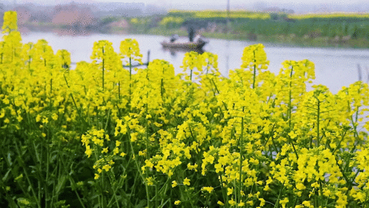 春天油采花GIF高清图片