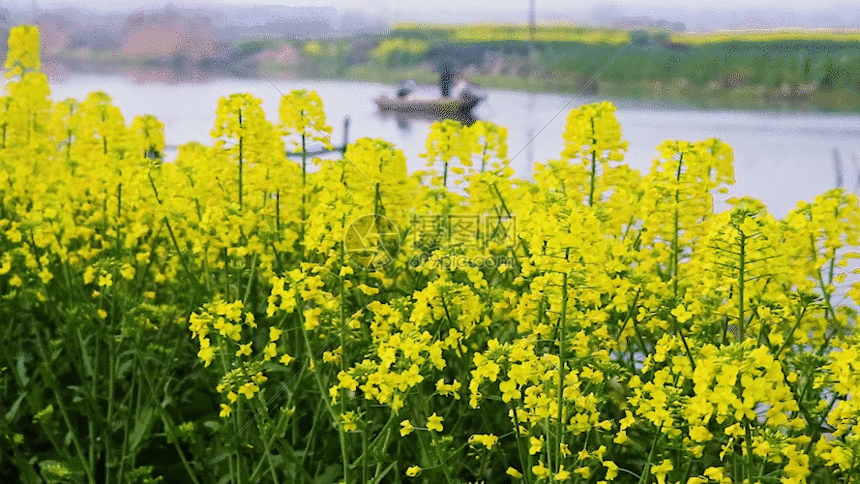 春天油采花gif动图图片-正版gif素材401148670-摄图网