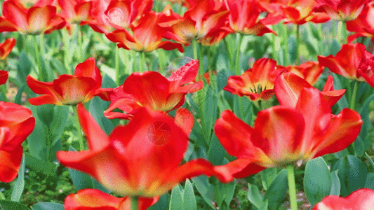 红色花朵实拍盛开的郁金香GIF高清图片