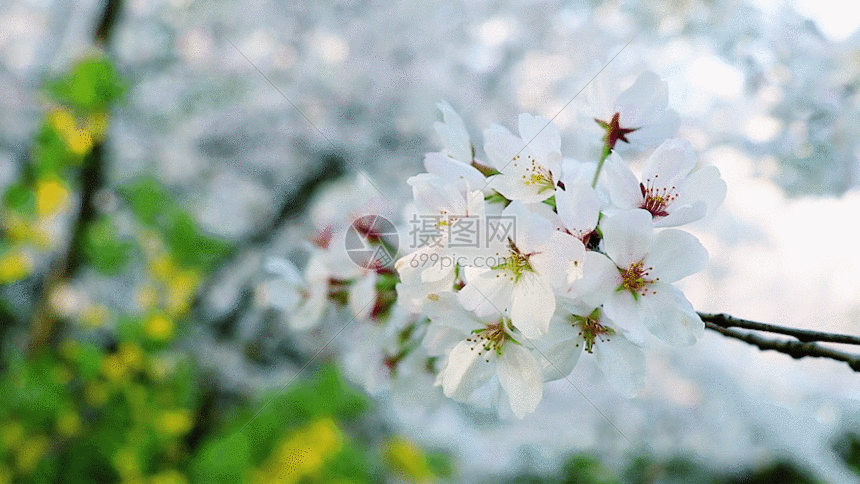樱花gif