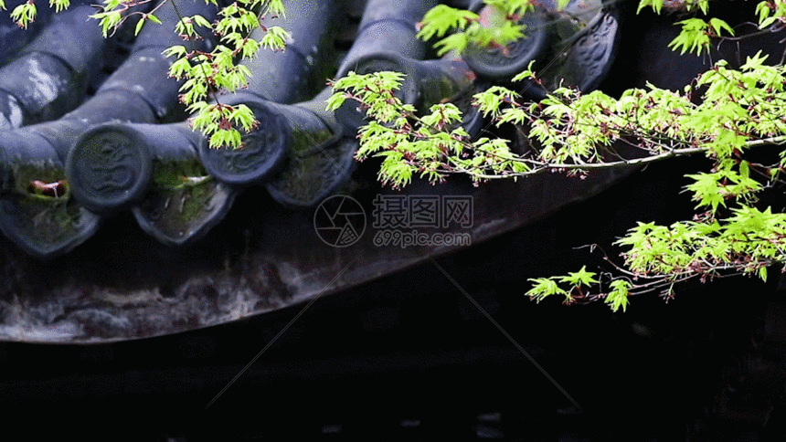 江南的春天gif动图图片-正版gif素材401148717-摄图网