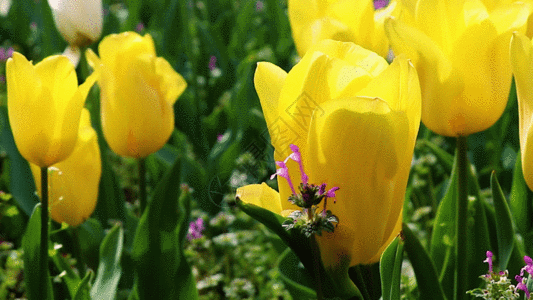 黄色郁金香GIF图片