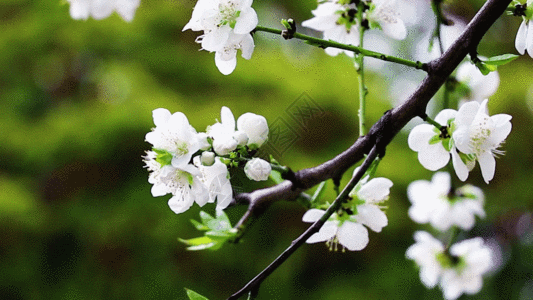 微风中的白桃花GIF图片
