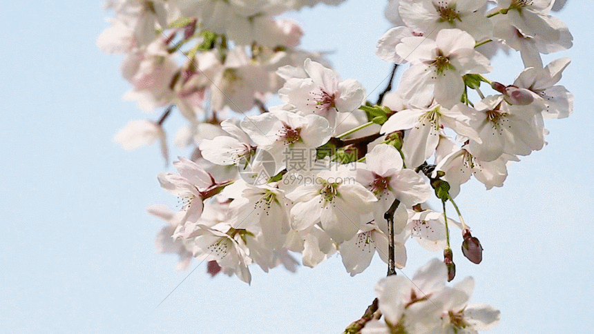 樱花实拍GIF图片