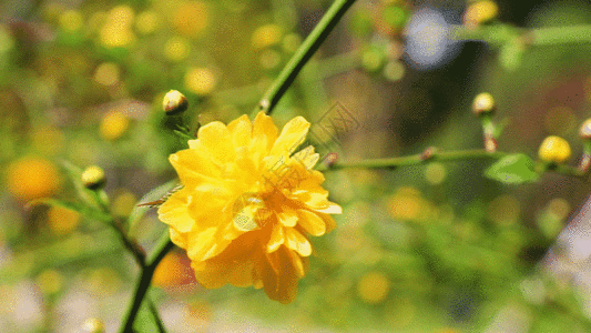 菊花茶绽放棣棠花GIF高清图片