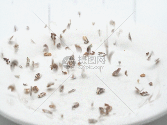 实拍燕麦倒下升格镜头gif动图图片-正版gif素材-摄
