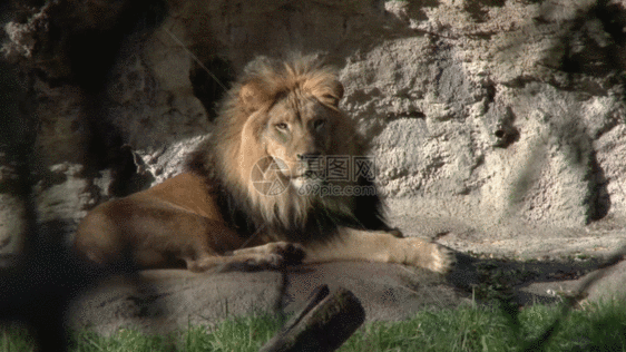 动物园狮子GIF图片