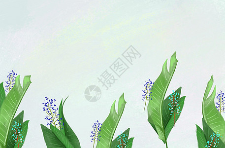 绿色植物插画图片